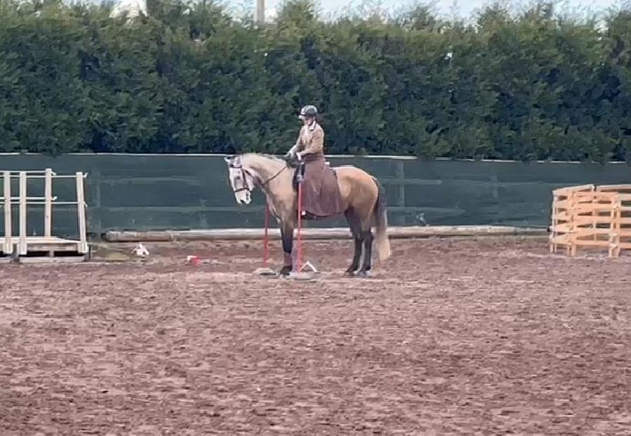 Cheval Lusitanien  vendre Cenves dans le Rhne photo 4