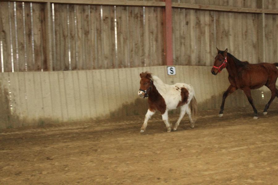 Cheval Origine constate  vendre Cenves dans le Rhne