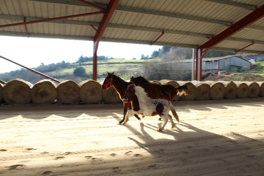 Cheval Origine constate  vendre Cenves dans le Rhne photo 2