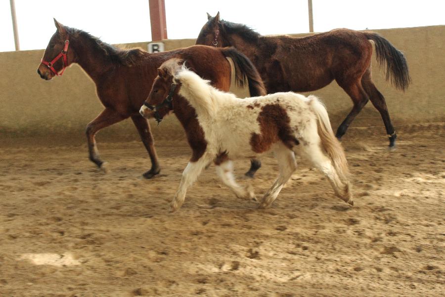 Cheval Origine constate  vendre Cenves dans le Rhne photo 3