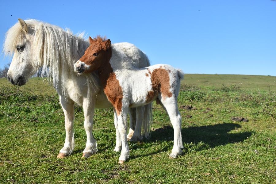 Cheval Origine constate  vendre Cenves dans le Rhne photo 4
