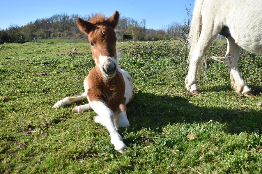 Cheval Origine constate  vendre Cenves dans le Rhne photo 5