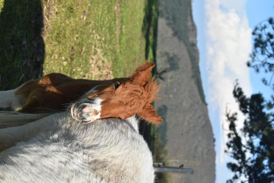 Cheval Origine constate  vendre Cenves dans le Rhne photo 6