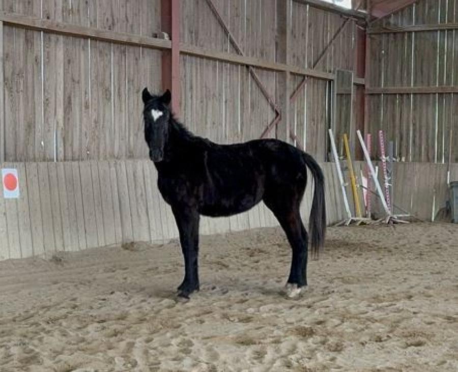 Poulain Origine constate  vendre  Cenves Rhne