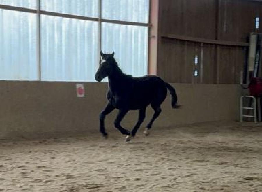 Cheval Origine constate  vendre Cenves dans le Rhne photo 2