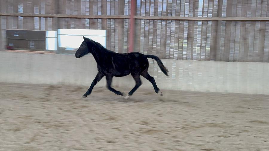 Cheval Origine constate  vendre Cenves dans le Rhne photo 3