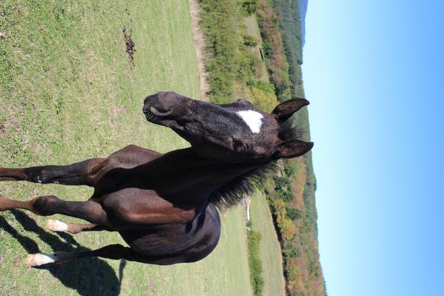 Cheval Origine constate  vendre Cenves dans le Rhne photo 4