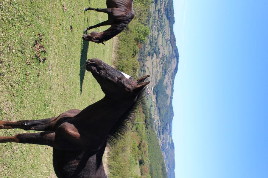 Cheval Origine constate  vendre Cenves dans le Rhne photo 5