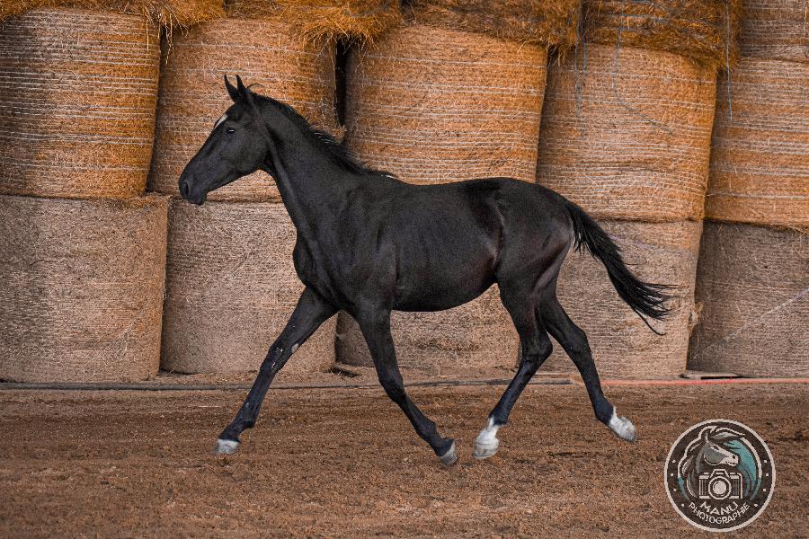 Poulain Origine constate  vendre  Cenves Rhne