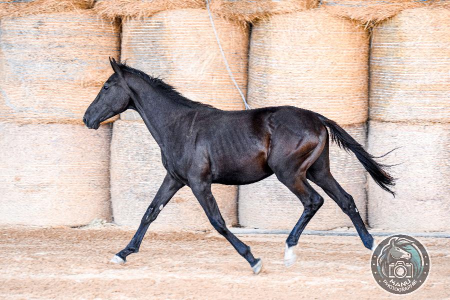 Cheval Origine constate  vendre Cenves dans le Rhne photo 2