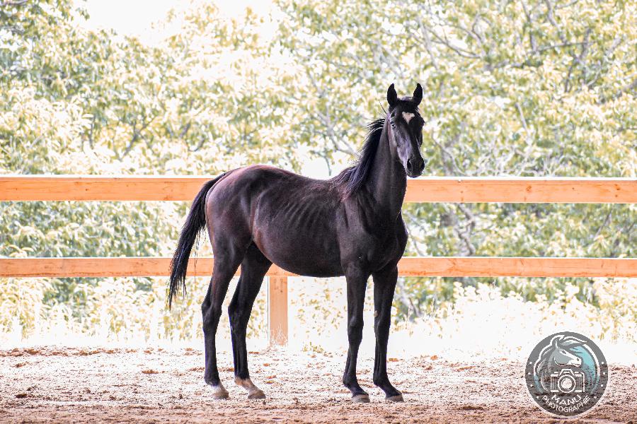 Cheval Origine constate  vendre Cenves dans le Rhne photo 3