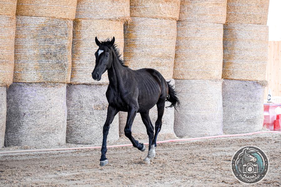 Cheval Origine constate  vendre Cenves dans le Rhne photo 4