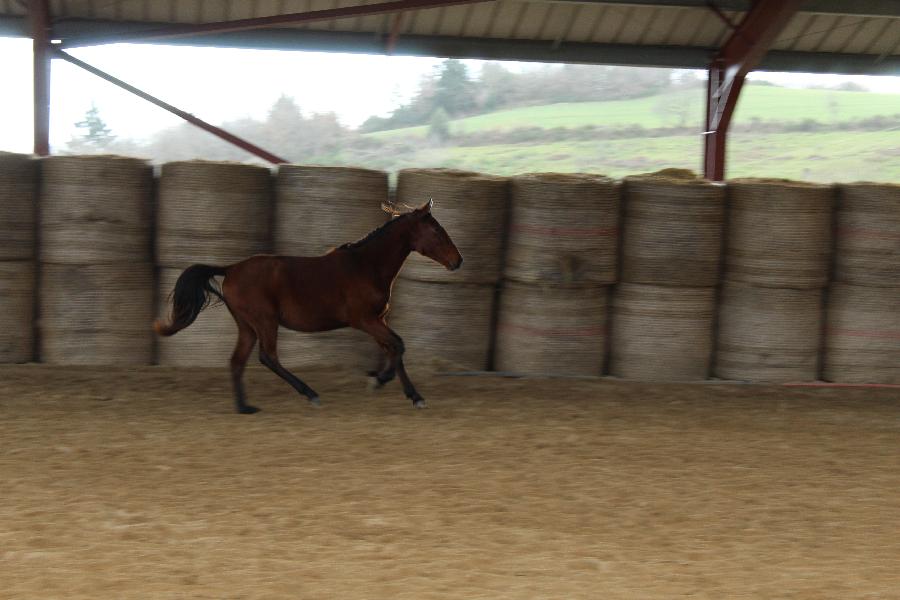 Cheval Lusitanien  vendre Cenves dans le Rhne photo 2
