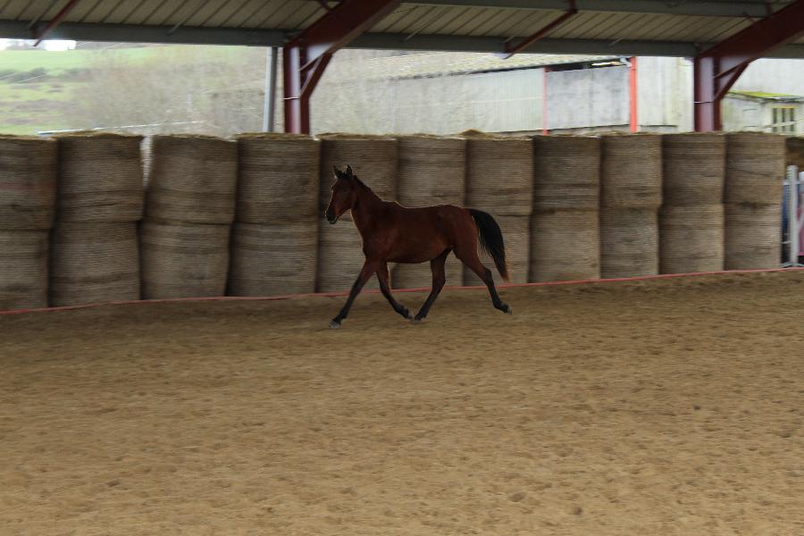 Cheval Lusitanien  vendre Cenves dans le Rhne photo 3