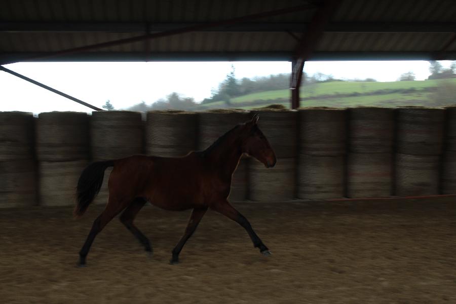 Cheval Lusitanien  vendre Cenves dans le Rhne photo 4