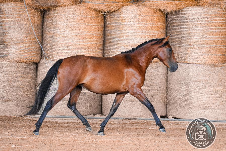 Cheval Lusitanien � vendre Cenves dans le Rh�ne