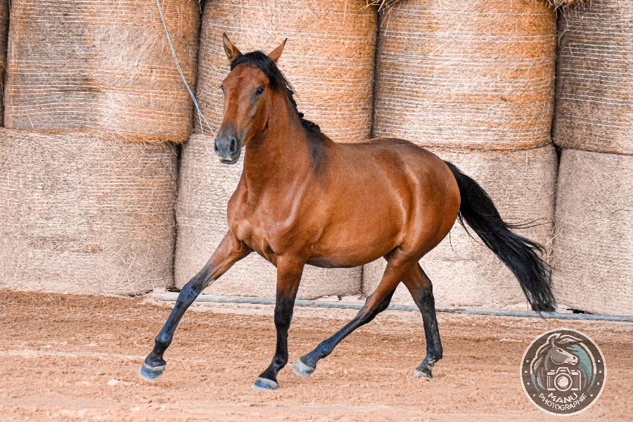 Cheval Lusitanien � vendre Cenves dans le Rh�ne photo 3