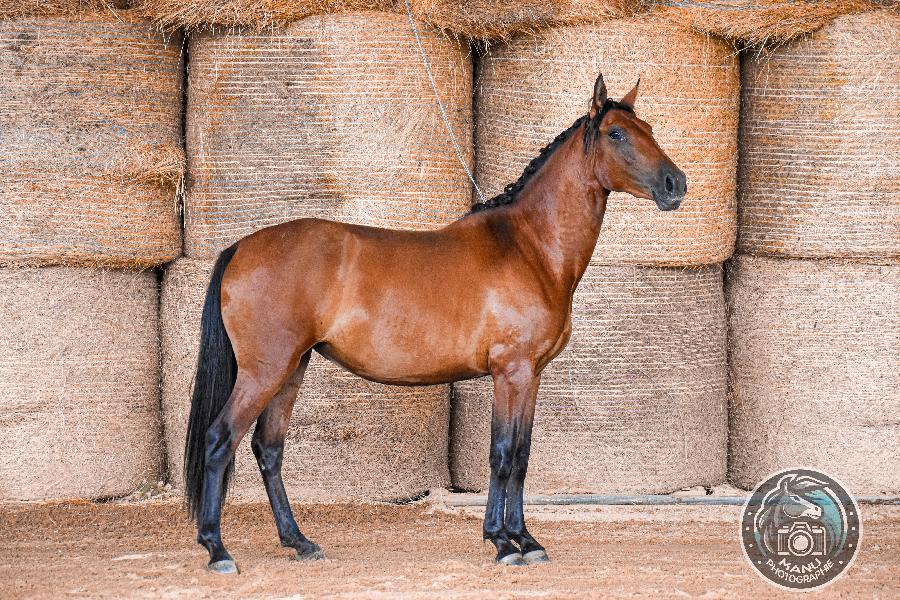 Cheval Lusitanien � vendre Cenves dans le Rh�ne photo 4