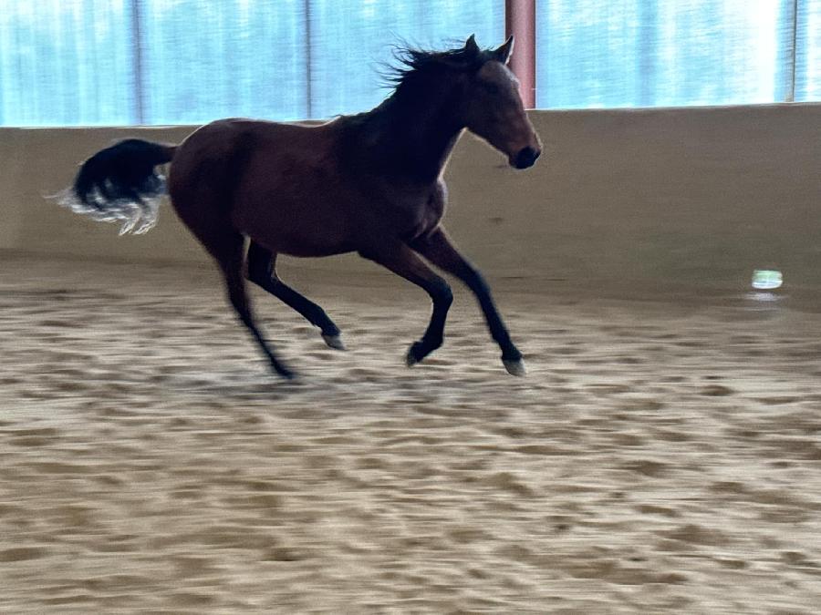 Cheval Lusitanien  vendre Cenves dans le Rhne photo 2