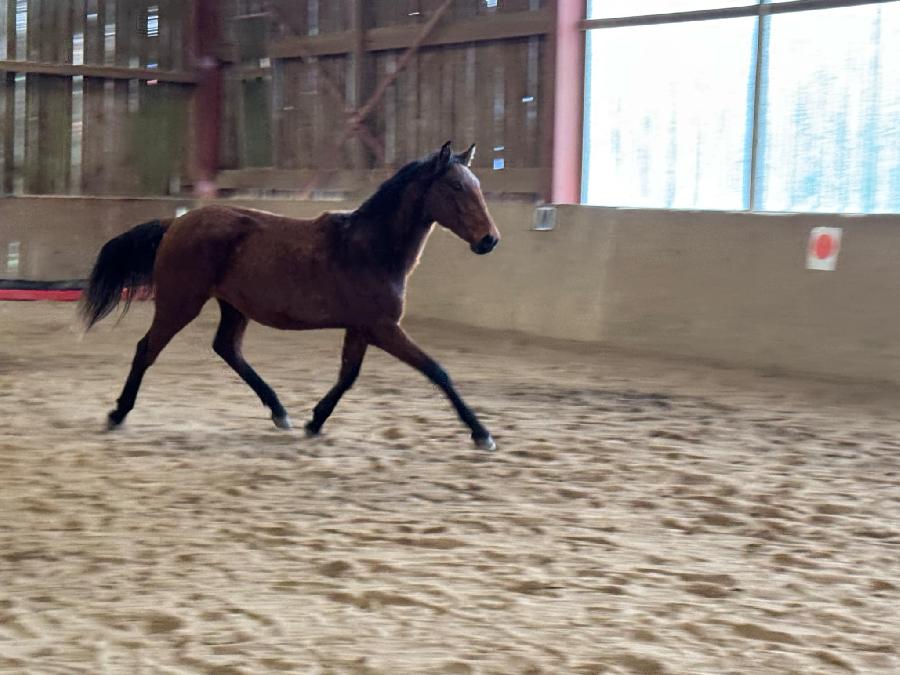 Cheval Lusitanien  vendre Cenves dans le Rhne photo 3