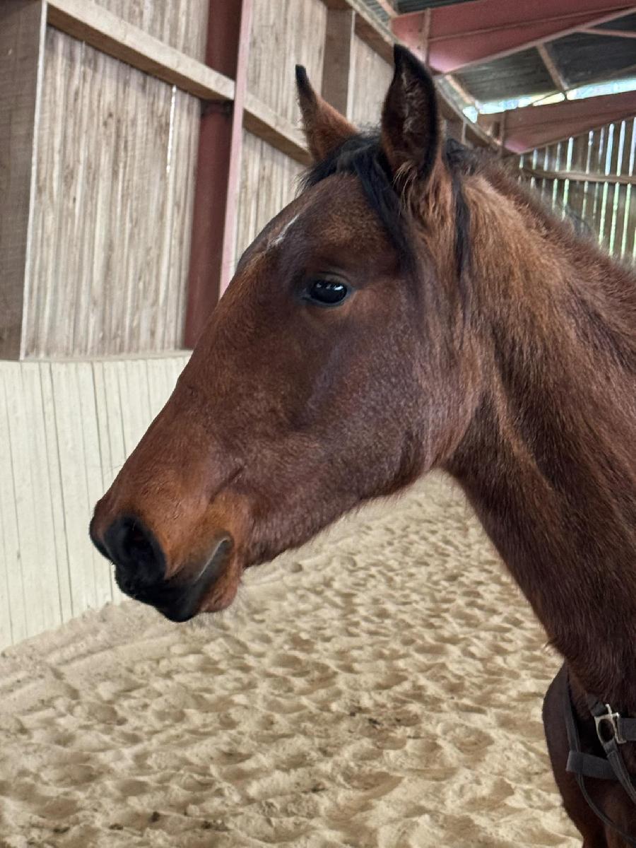 Cheval Lusitanien  vendre Cenves dans le Rhne photo 4