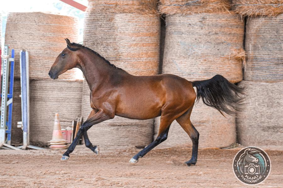 Cheval Lusitanien � vendre Cenves dans le Rh�ne