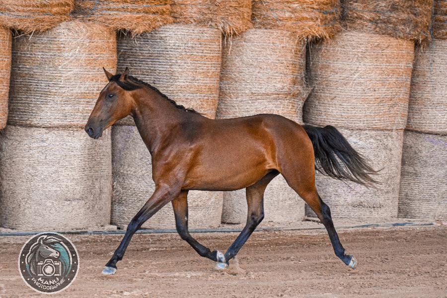 Cheval Lusitanien � vendre Cenves dans le Rh�ne photo 2