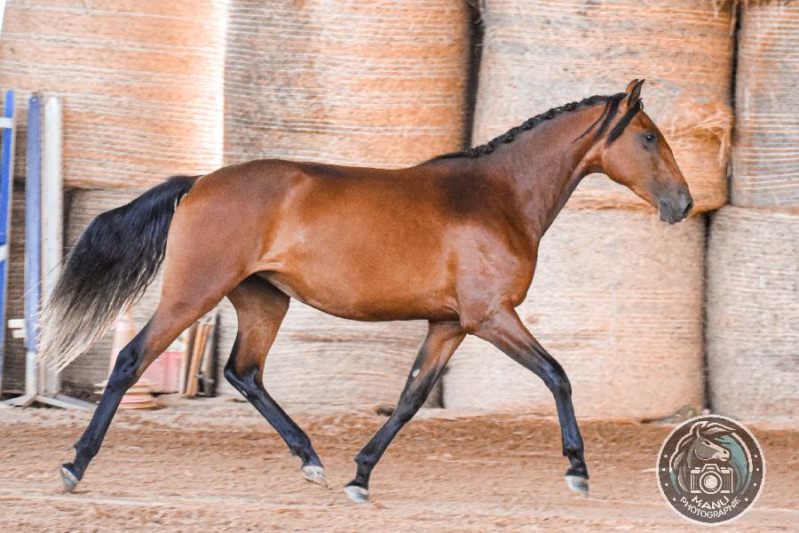 Cheval Lusitanien � vendre Cenves dans le Rh�ne photo 3