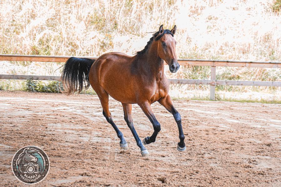 Cheval Lusitanien � vendre Cenves dans le Rh�ne photo 4