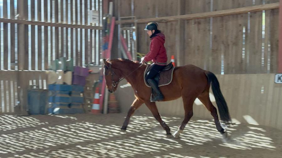 Cheval Origine constate  vendre Cenves dans le Rhne photo 2
