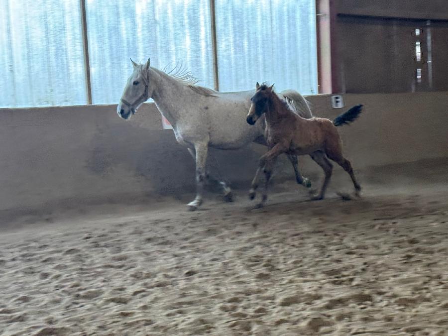Cheval Lusitanien  vendre Cenves dans le Rhne photo 2