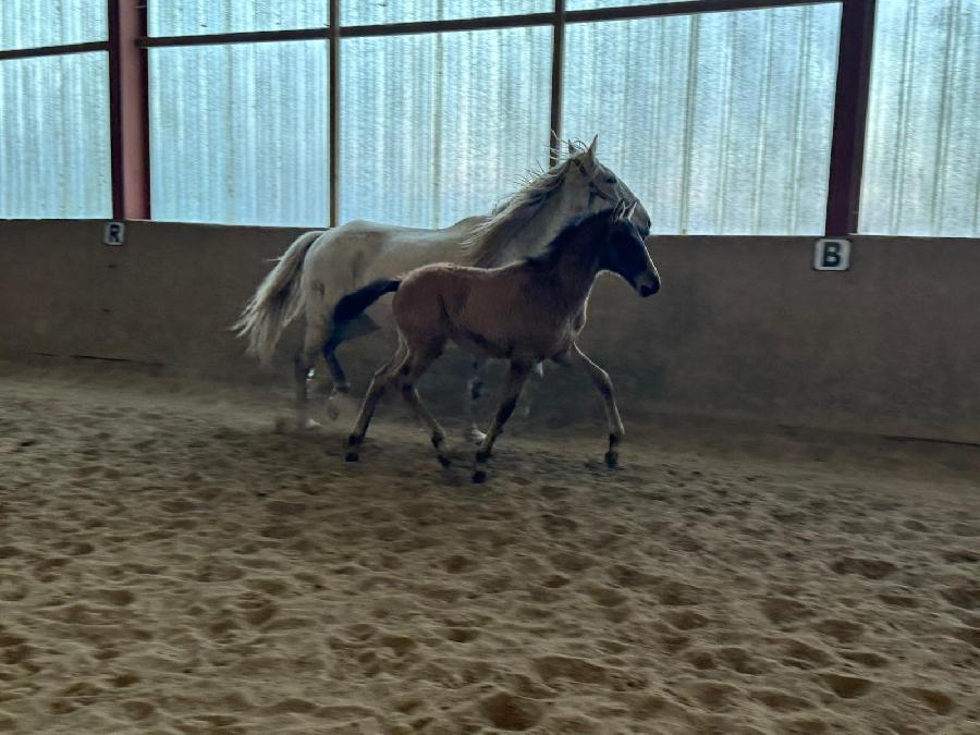 Cheval Lusitanien  vendre Cenves dans le Rhne photo 3