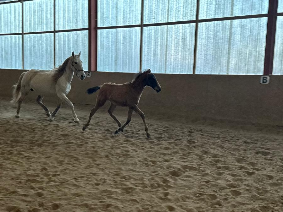 Cheval Lusitanien  vendre Cenves dans le Rhne photo 4