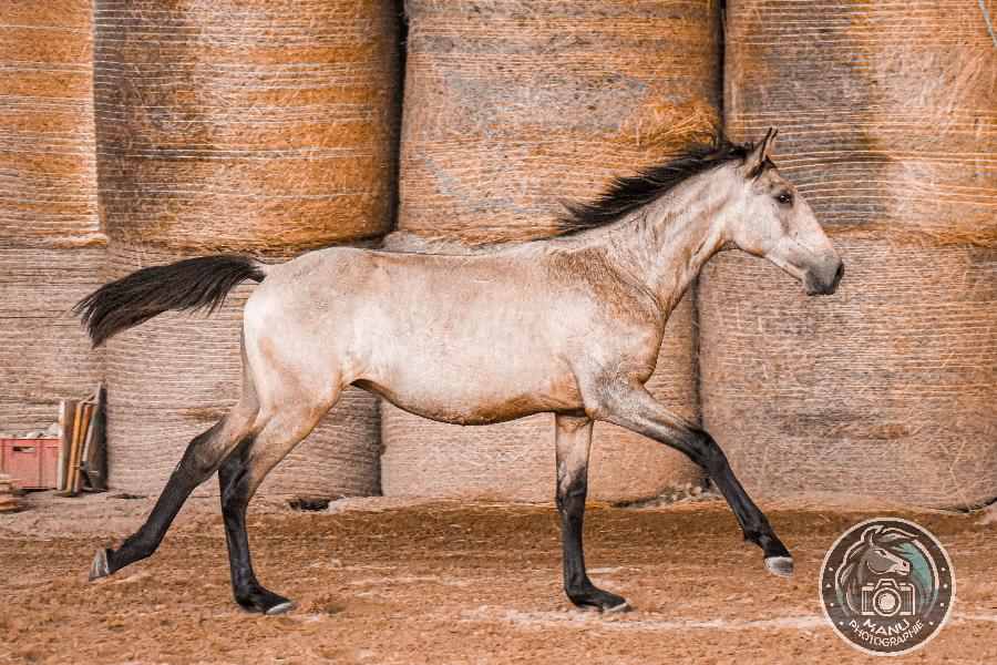 Cheval Lusitanien � vendre Cenves dans le Rh�ne