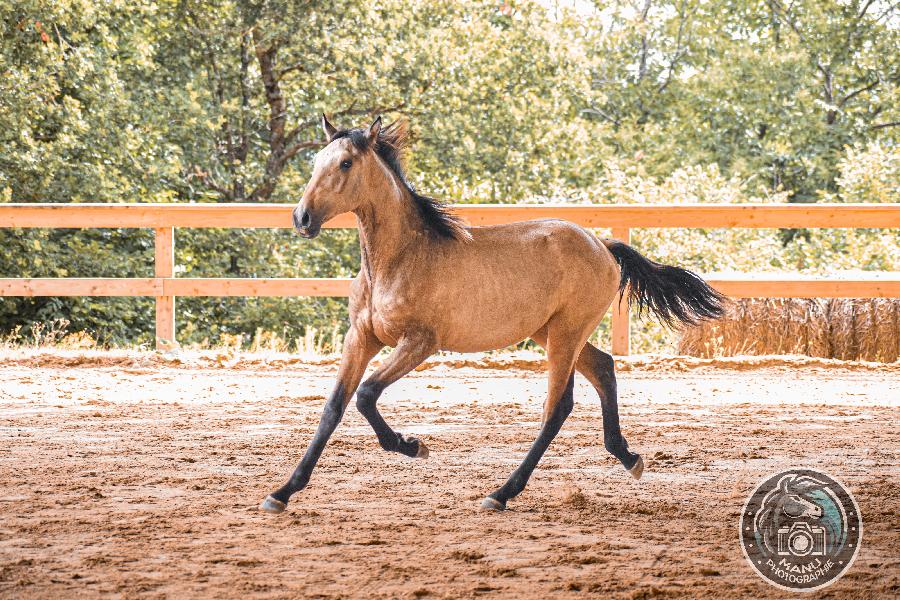 Cheval Lusitanien � vendre Cenves dans le Rh�ne photo 2