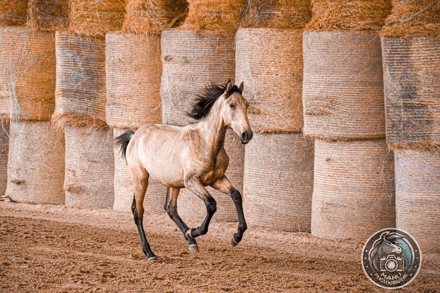 Cheval Lusitanien � vendre Cenves dans le Rh�ne photo 3