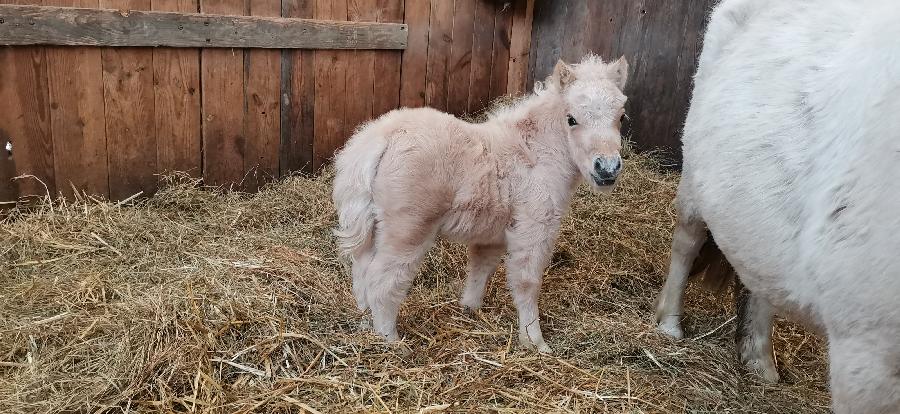 Poulain Origine constate  vendre  Cenves Rhne