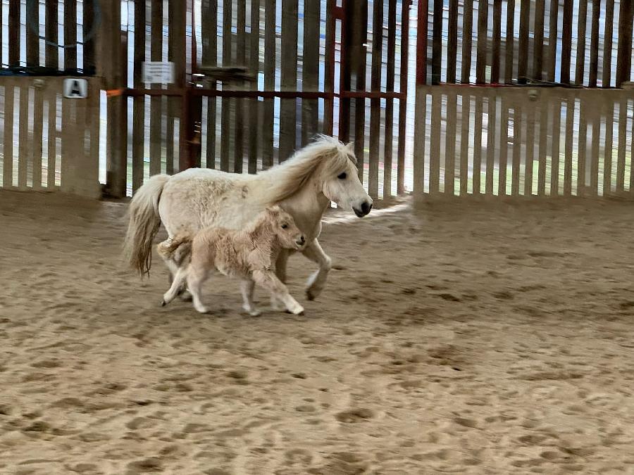 Cheval Origine constate  vendre Cenves dans le Rhne photo 2