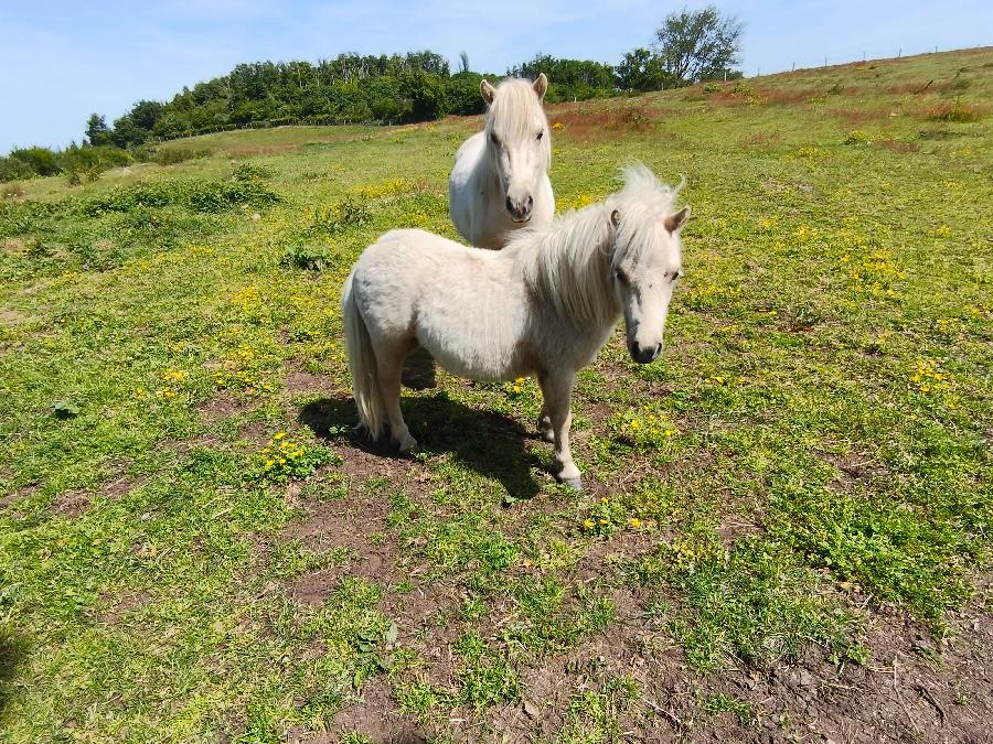 Cheval Origine constat�e � vendre Cenves dans le Rh�ne photo 3