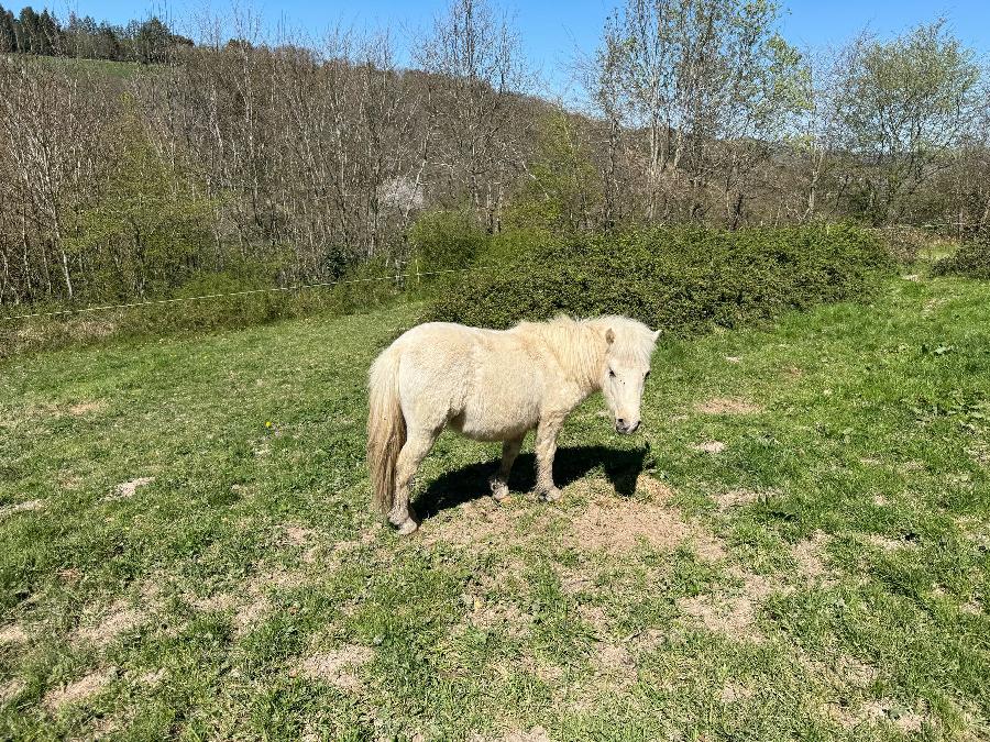 Cheval Origine constate  vendre Cenves dans le Rhne photo 2