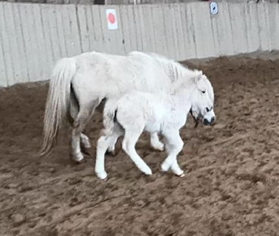 Cheval Origine constate  vendre Cenves dans le Rhne photo 3