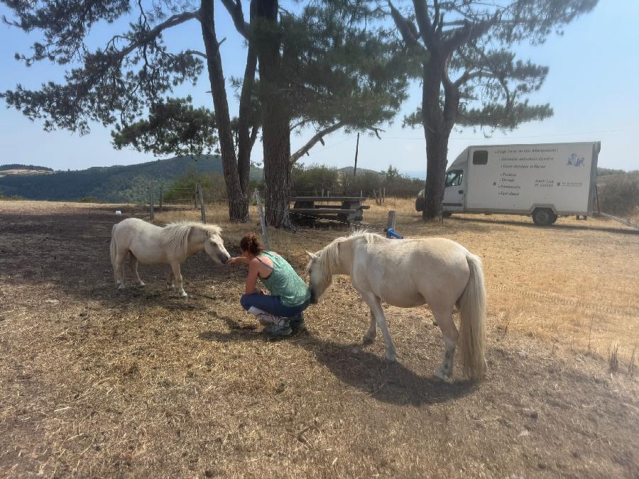 Cheval Origine constat�e � vendre Cenves dans le Rh�ne photo 3