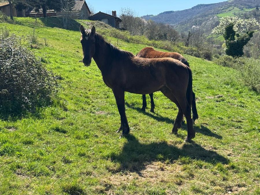 Poulain Origine non constate  vendre  Cenves Rhne
