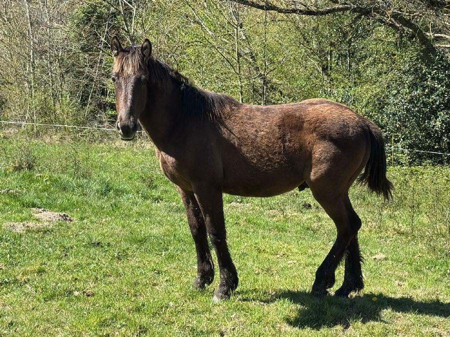 Cheval d' Origine non constate  vendre Cenves dans le Rhne photo 2