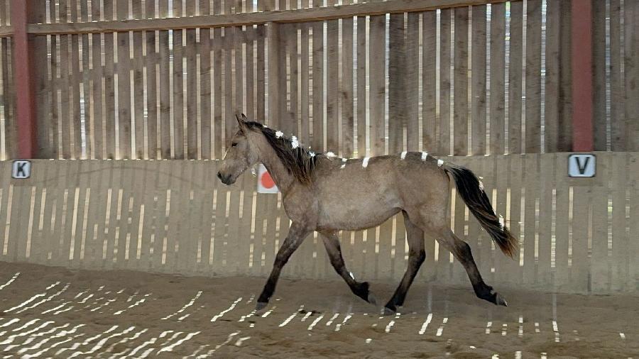 Cheval Origine constate  vendre Cenves dans le Rhne photo 2