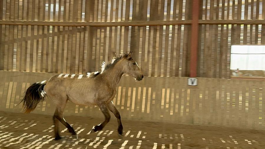 Cheval Origine constate  vendre Cenves dans le Rhne photo 3