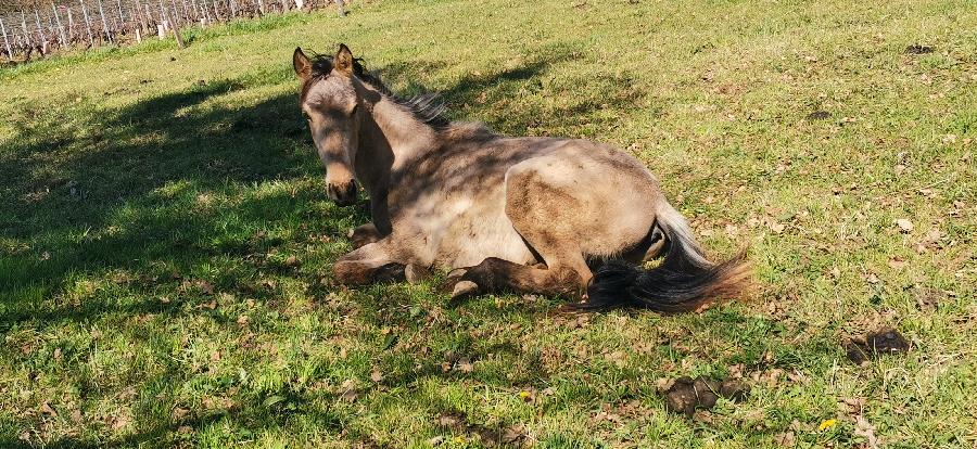 Cheval Origine constate  vendre Cenves dans le Rhne photo 4