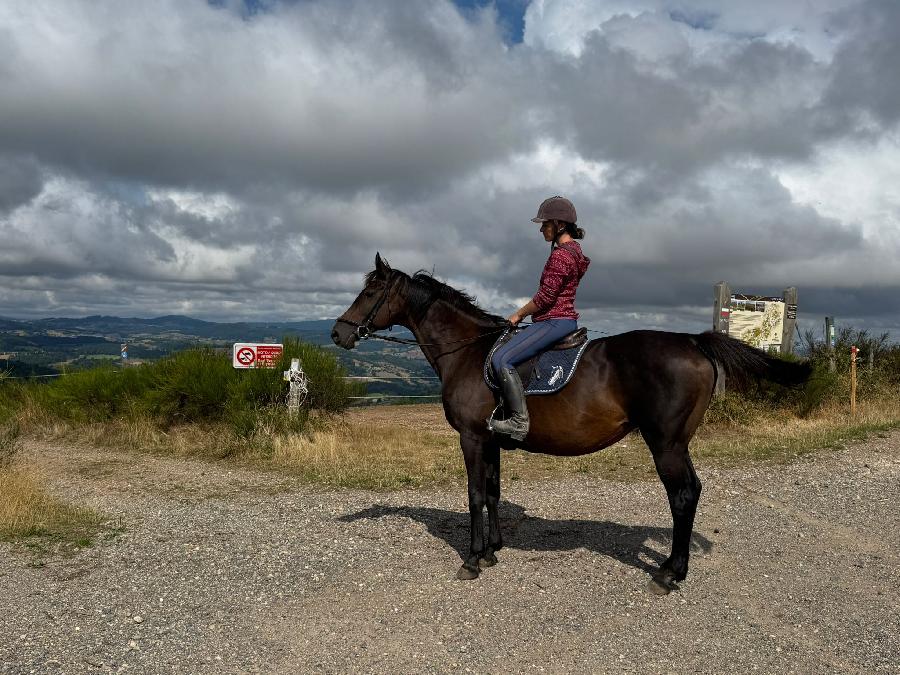 Cheval Oldenbourg � vendre Cenves dans le Rh�ne