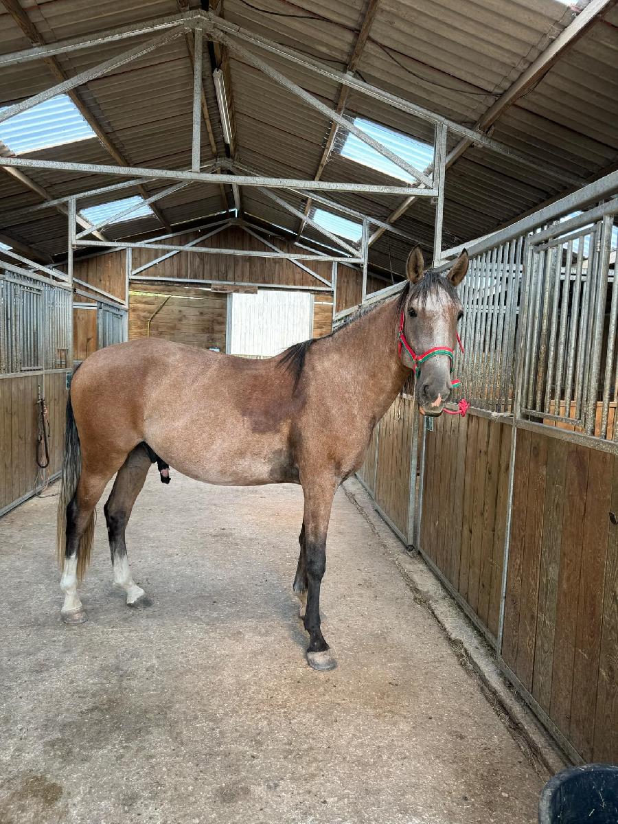 Cheval Lusitanien � vendre Cenves dans le Rh�ne