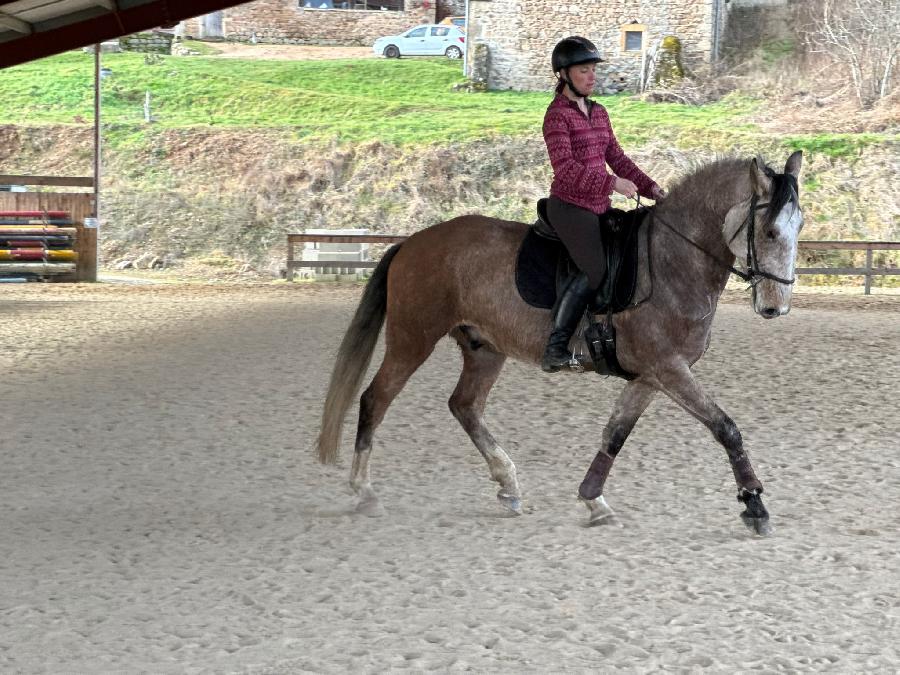 Cheval Lusitanien � vendre Cenves dans le Rh�ne